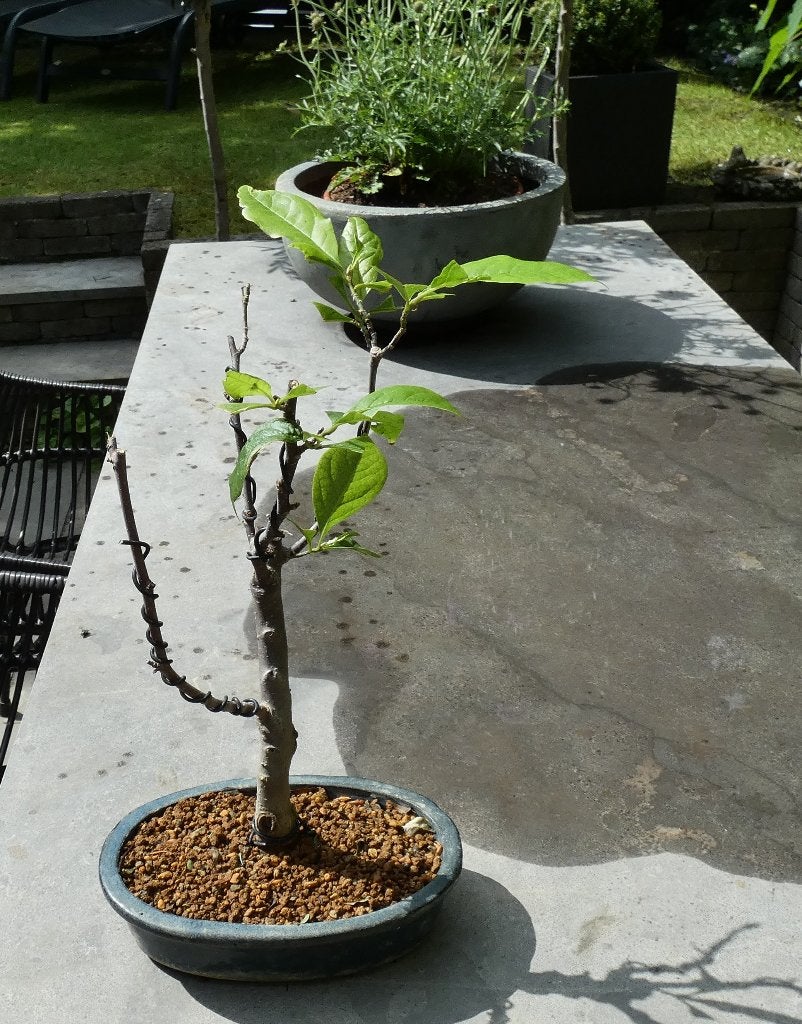 bonsaï Magnolia Stellata, Jardin & Terrasse, Plantes | Arbres, Ombre partielle, Printemps, En pot, Enlèvement ou Envoi