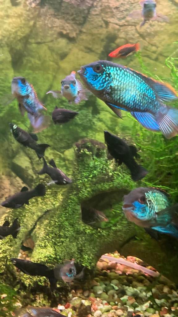 Acara’s, Poisson d'eau douce
