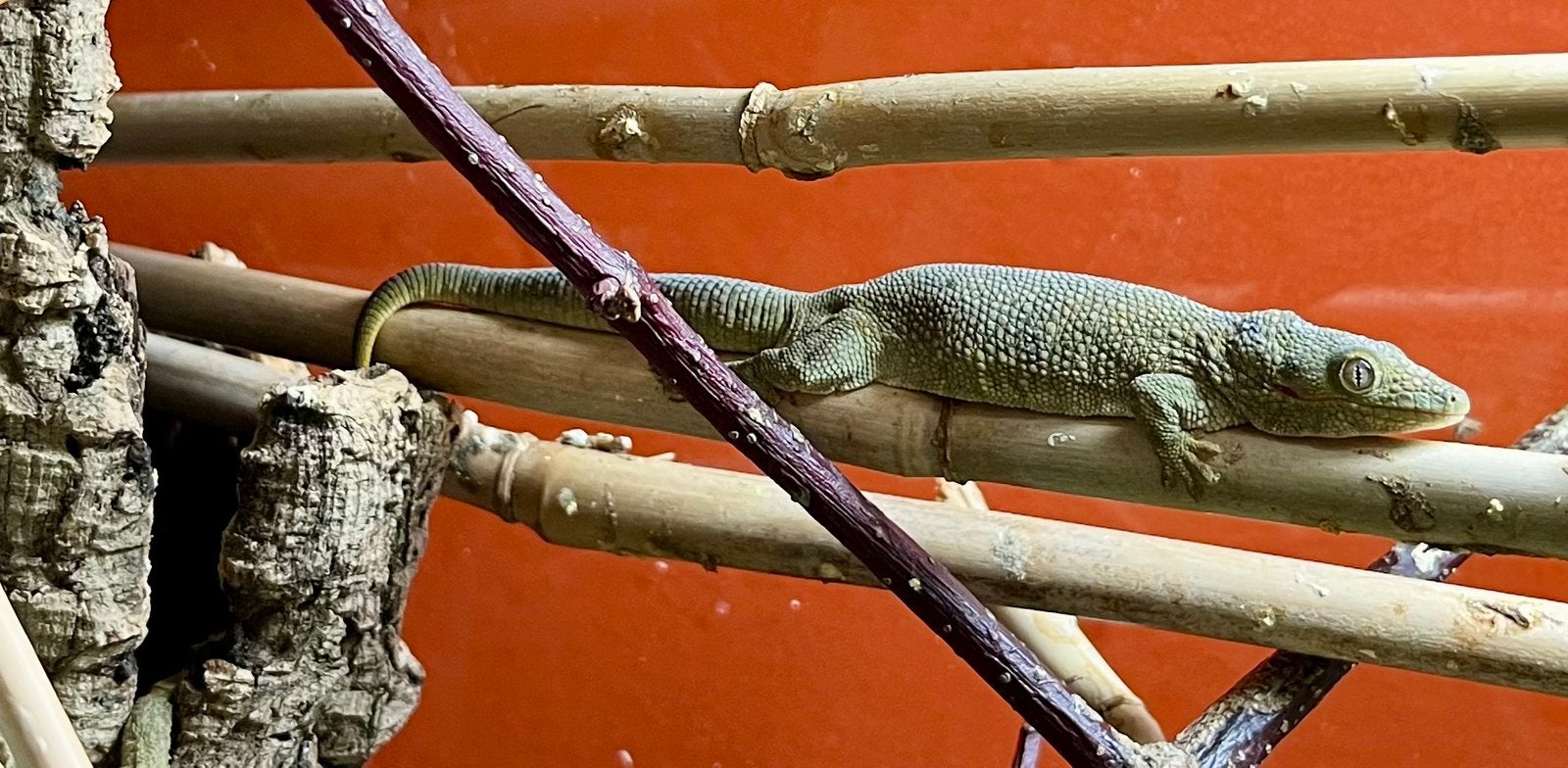 Bewezen vrouw Eurydactylodes agricolae, Animaux & Accessoires, Reptiles & Amphibiens, Lézard, Domestique, 3 à 6 ans