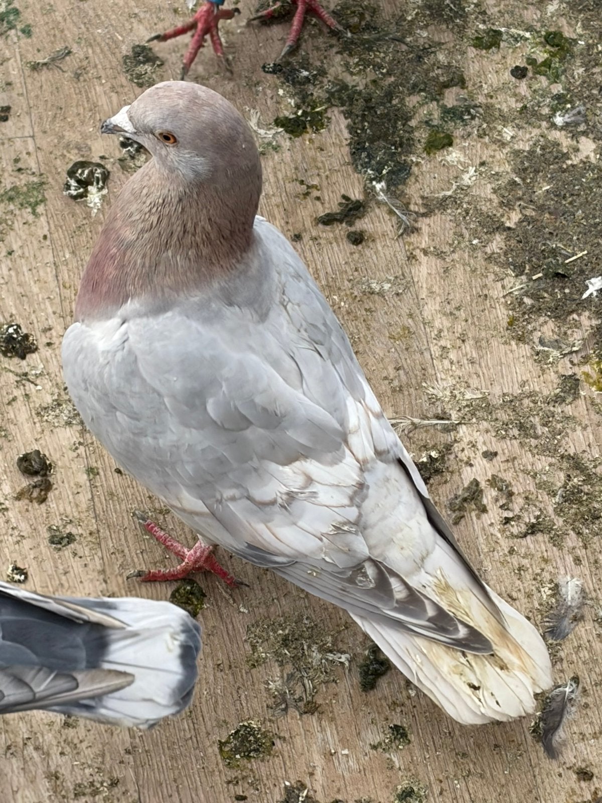 Pigeon de couelur, Animaux & Accessoires, Pigeon voyageur