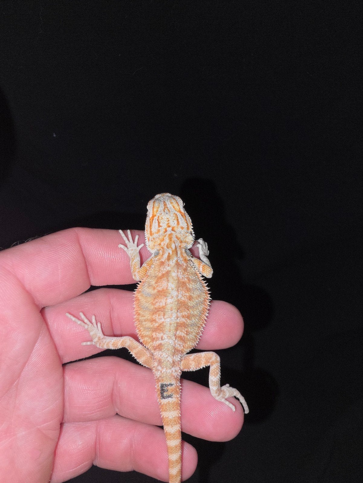 25 % de monstre rouge unique, 100 % l'homme-dragon barbu zér, Lézard, Domestique, 0 à 2 ans
