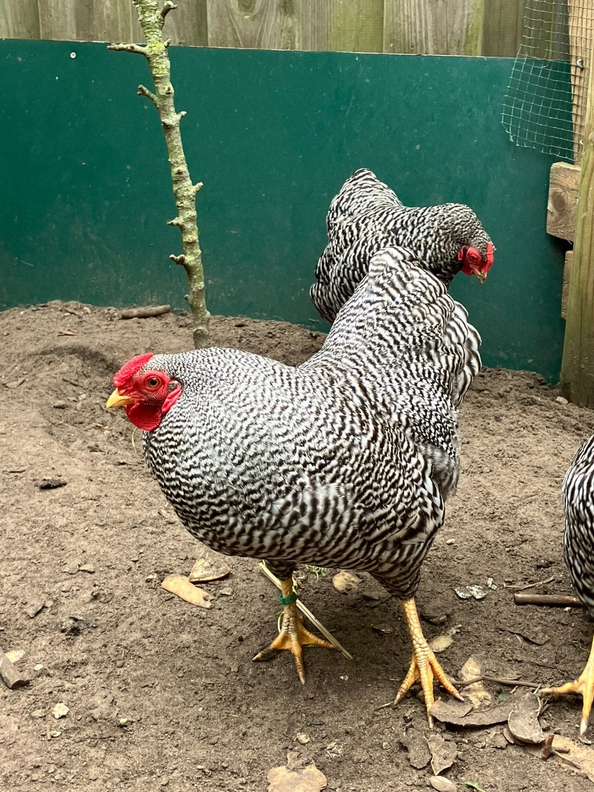 Wyandotte kriel haan, Dieren en Toebehoren, Pluimvee