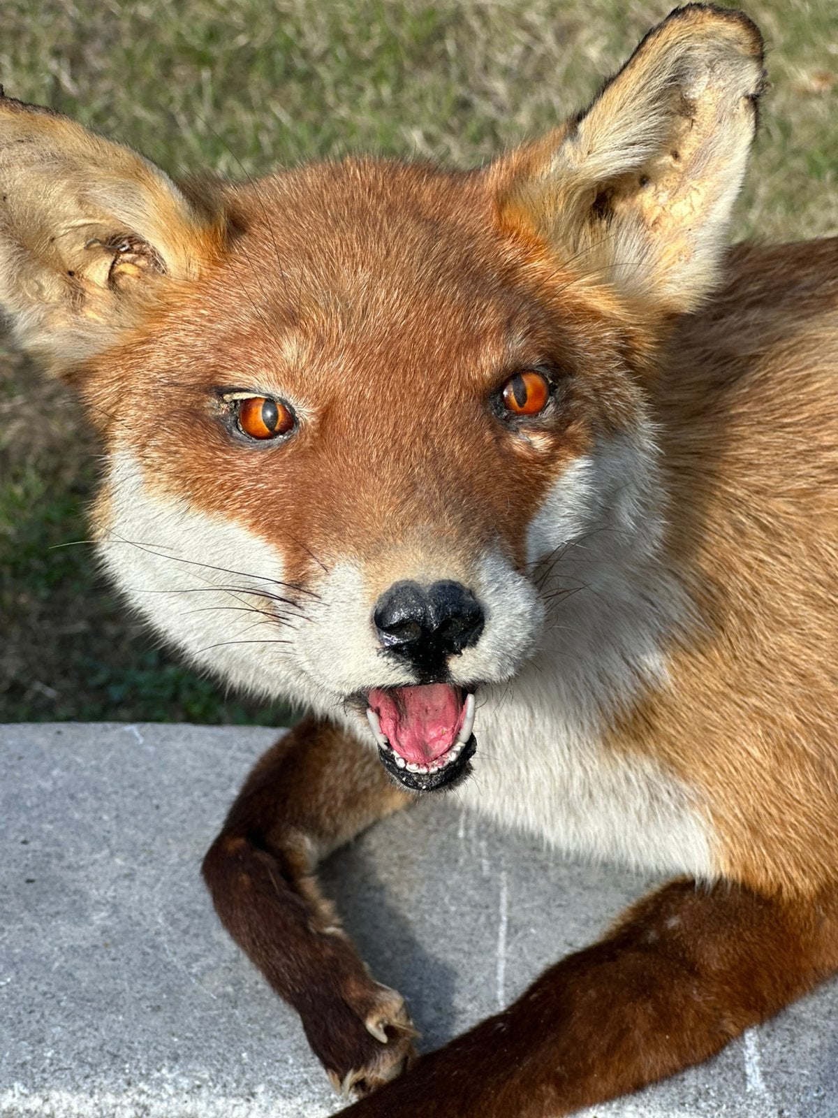 Taxidermie vos super mooi, Ophalen