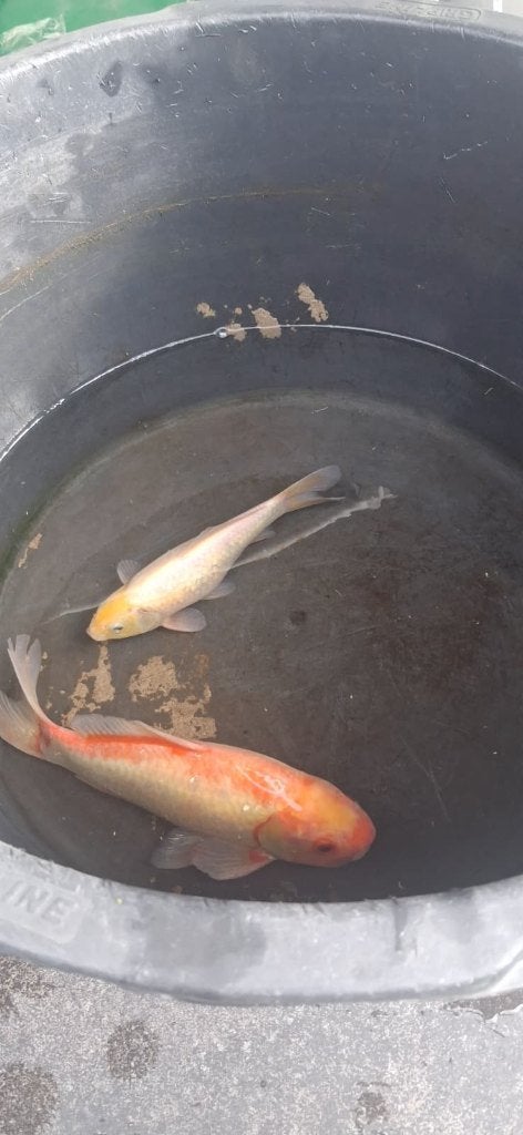Koi karpers, Dieren en Toebehoren, Karper of Koi
