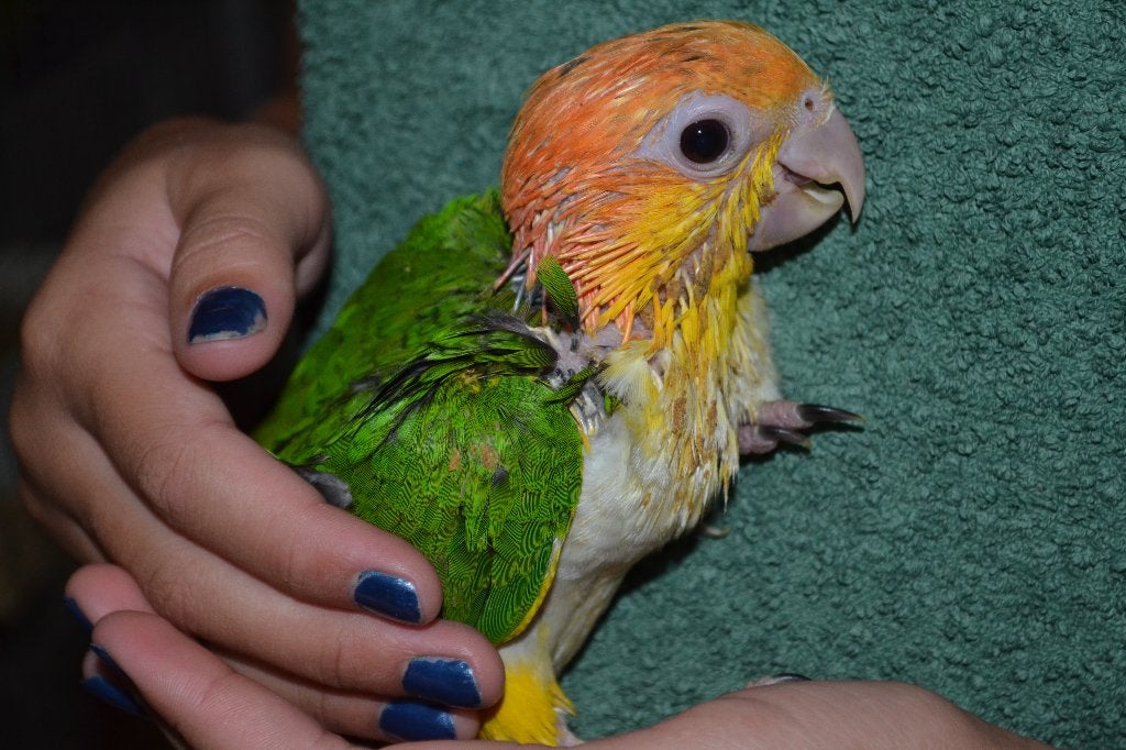 Jonge Roestkopcaique-papegaai., Dieren en Toebehoren, Papegaai, Geringd