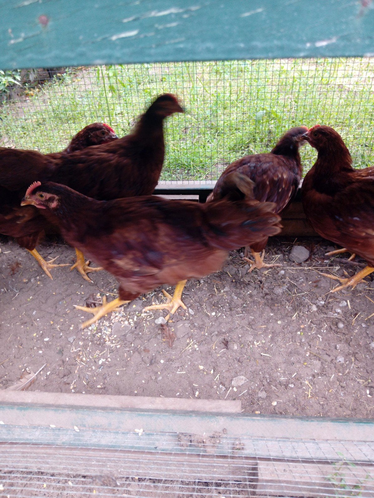 Rhode red island, Mâle, Poule ou poulet