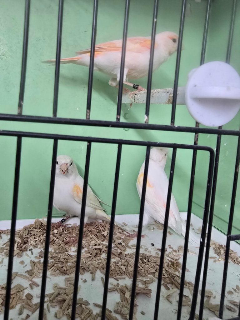 Kanarie poppen mozaik, Dieren en Toebehoren, Vrouwelijk, Kleurkanarie