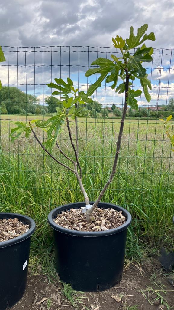 Vijgenboom, Tuin en Terras, Planten | Fruitbomen, Ophalen, In pot, Vijgenboom