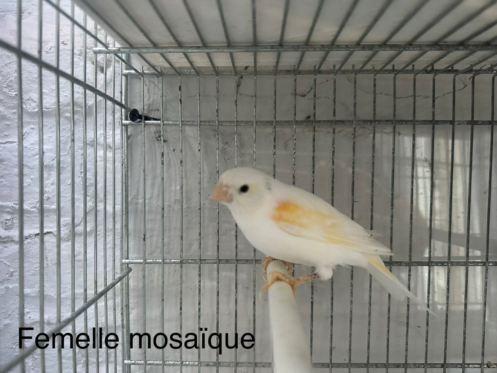 A  vendre 2 femelles