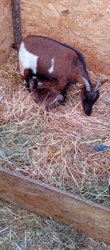 3 geiten te koop, Plusieurs animaux, Chèvre, 0 à 2 ans