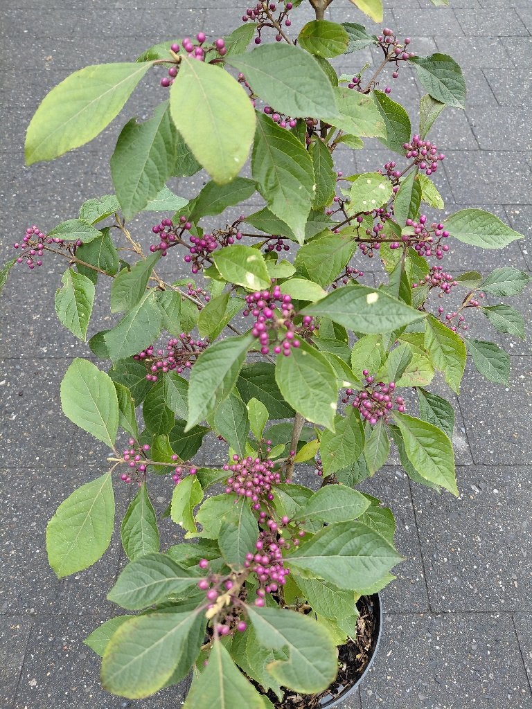 Callicarpa Bod Profusion, Tuin en Terras, Ophalen