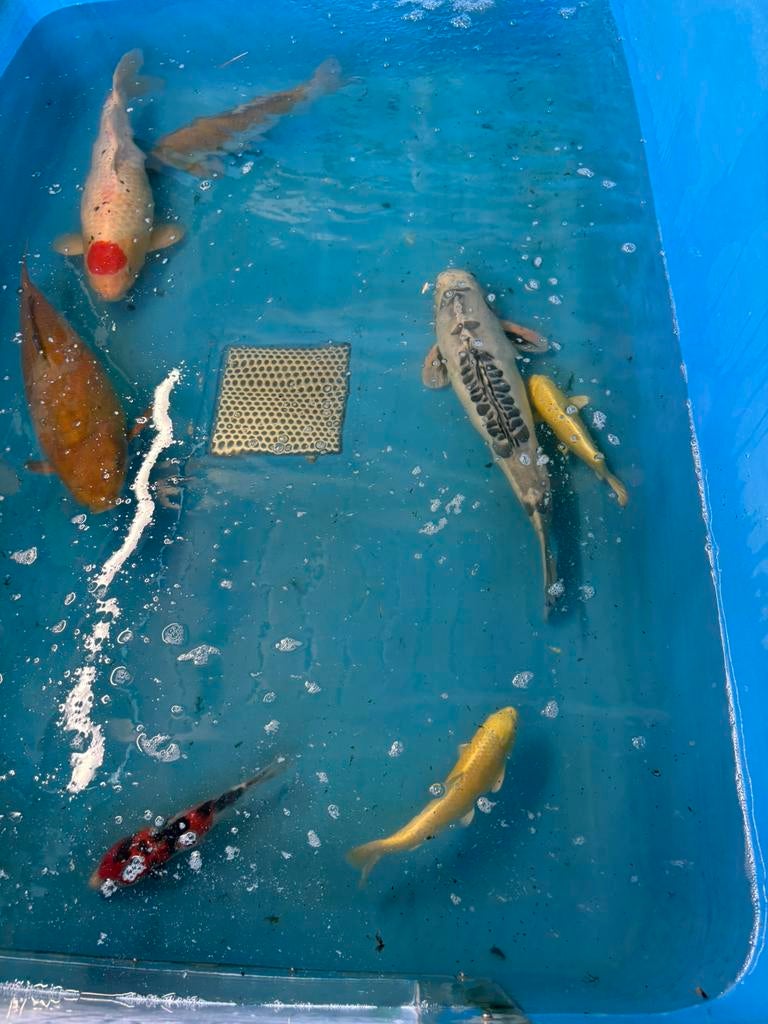 Leuke koi tot 65 cm, Dieren en Toebehoren, Karper of Koi
