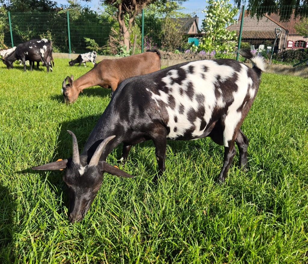 Prachtige zwartstippel dwerggeit, Femelle, Chèvre, 0 à 2 ans