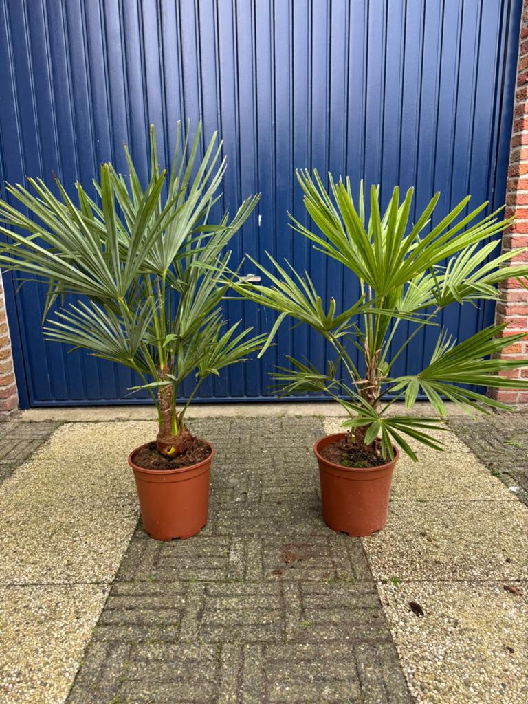 Winterharde palmen trachycarpus fortunei, palmbomen, Ophalen, Volle zon