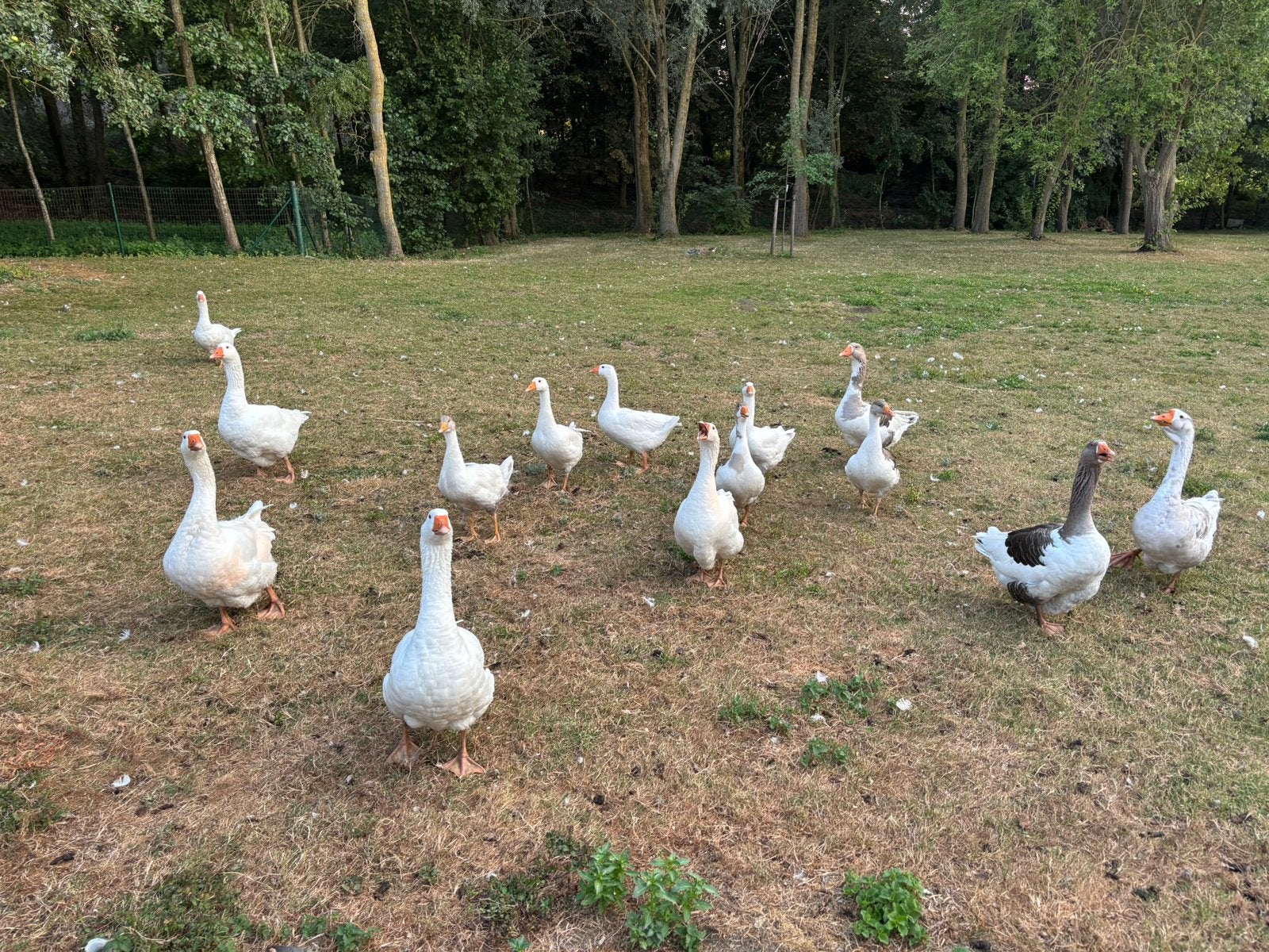 Vlaamse ganzen, Geslacht onbekend, Gans of Zwaan