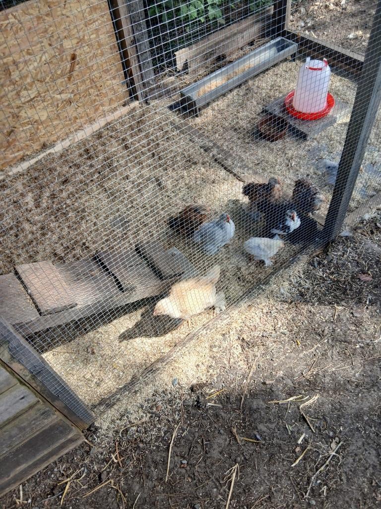 Gratis cochin kriel haantjes van 30 maart 2 beschikbaar, Dieren en Toebehoren