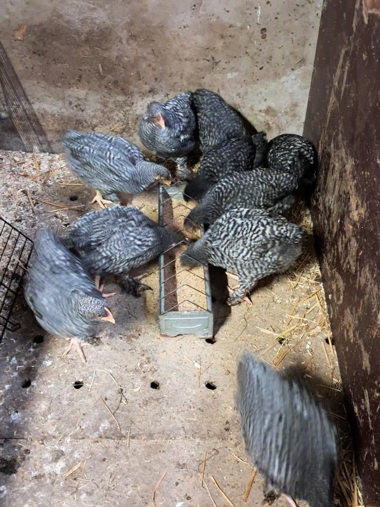 Mechelse koekkoek te koop, Animaux & Accessoires, Sexe inconnu, Poule ou poulet
