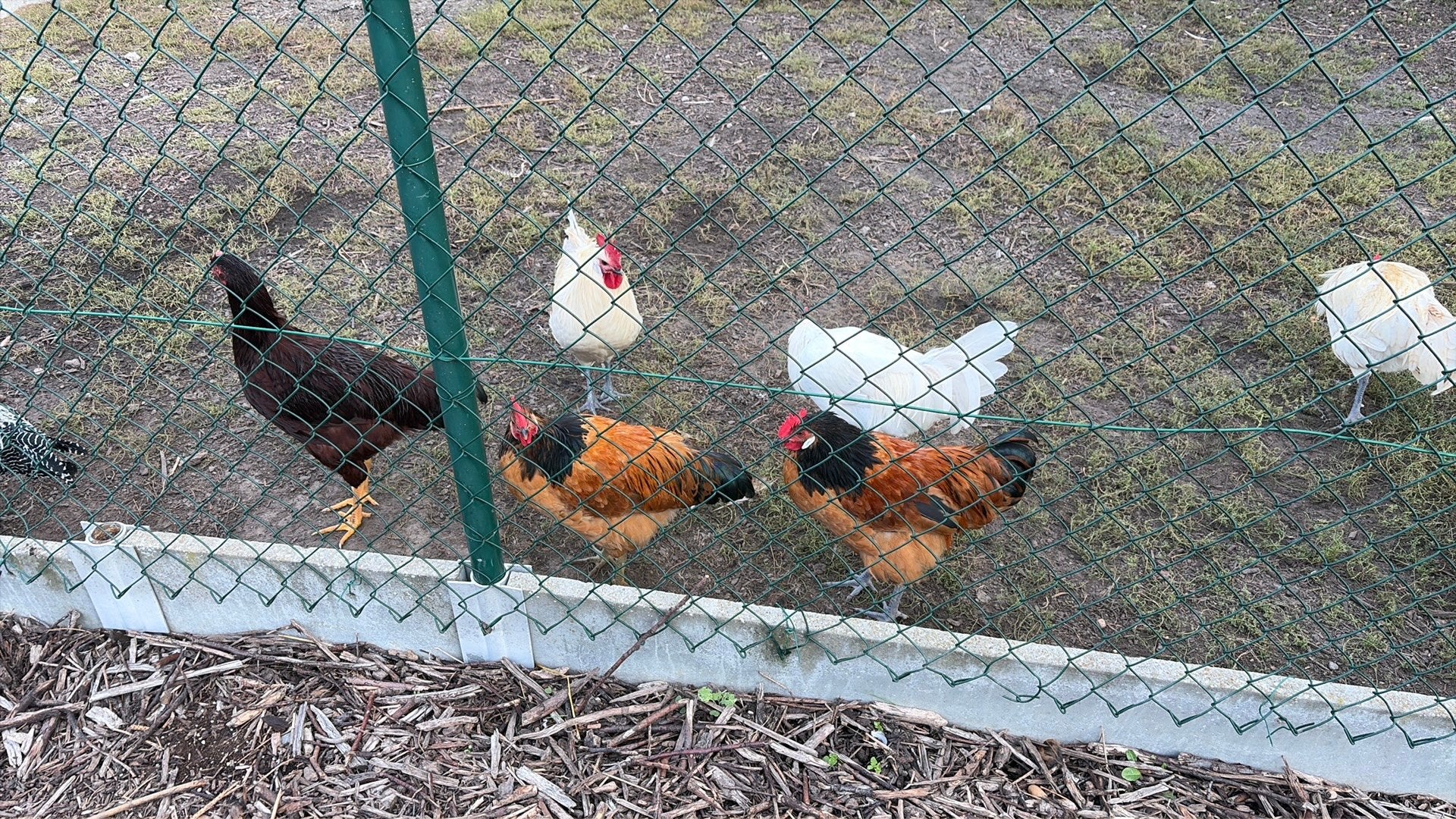 Lot van ongeveer 20 hanen (verschillende rassen)