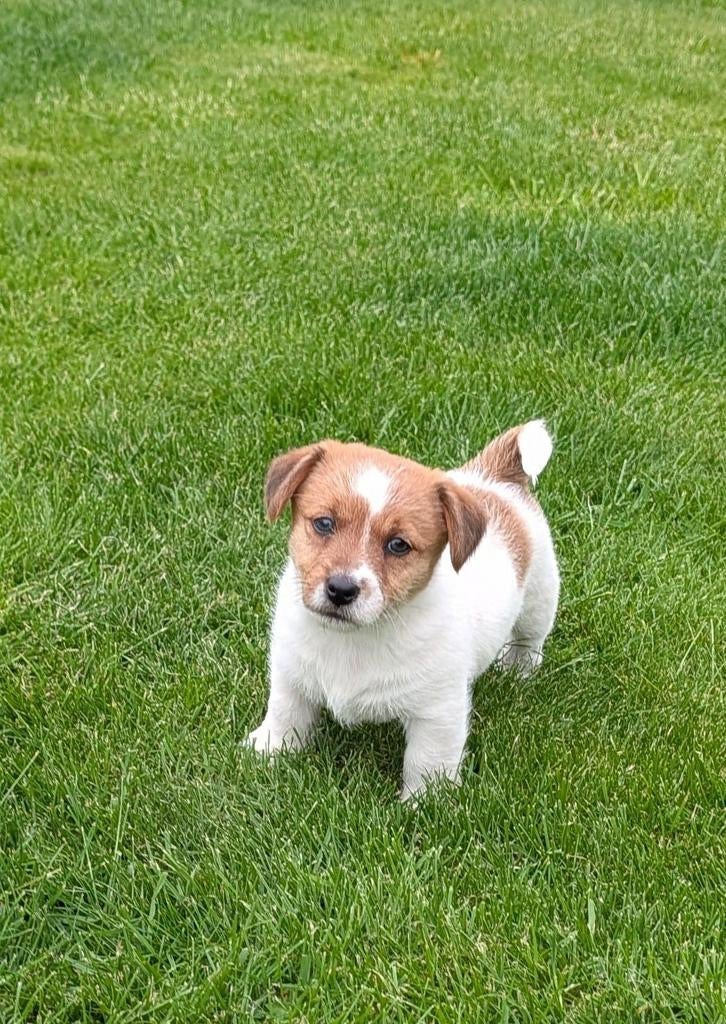 Jack Russell Terriër pups broken coat, België, Fokker | Hobbymatig, Jack Russell Terriër, 8 tot 15 weken
