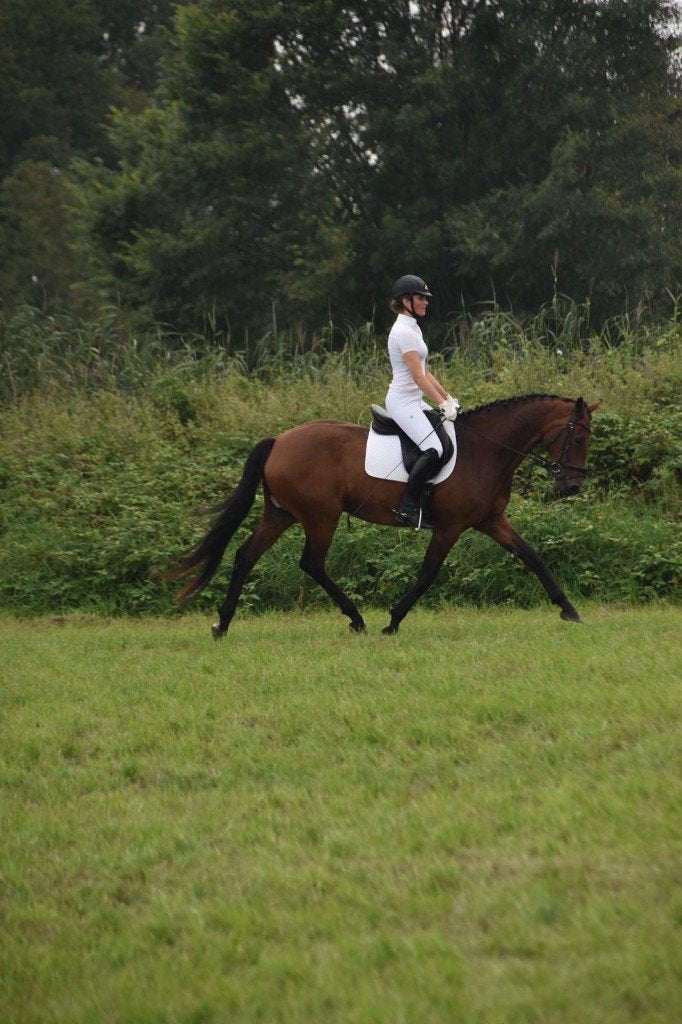paarden te koop wegens gezondheidsredenen enkel goede huis, Dieren en Toebehoren, Met stamboom, Niet van toepassing, Dressuurpaard