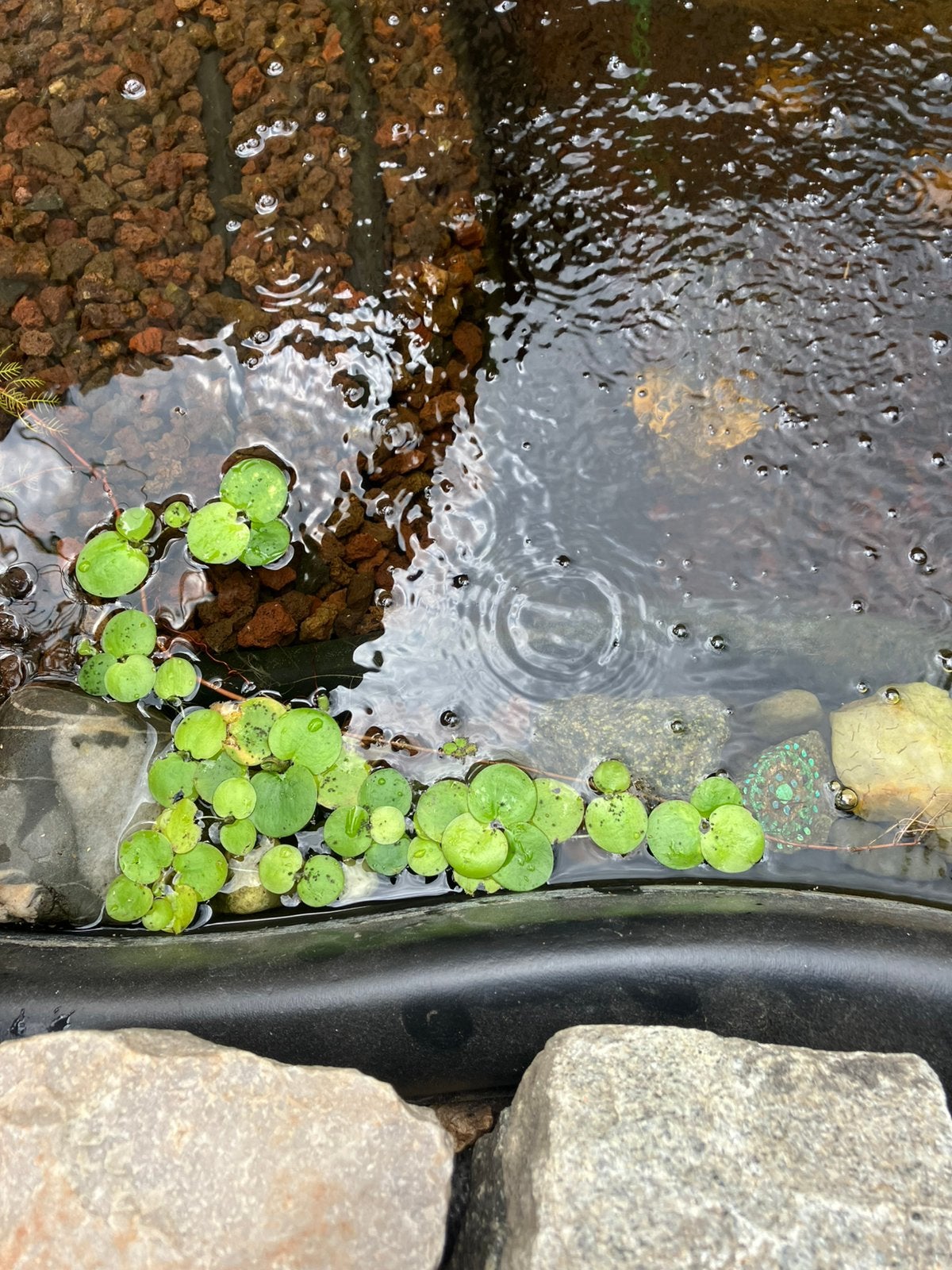 Limnobium Lavaegatum | Kikkerbeet, Jardin & Terrasse, Étangs, Enlèvement, Neuf