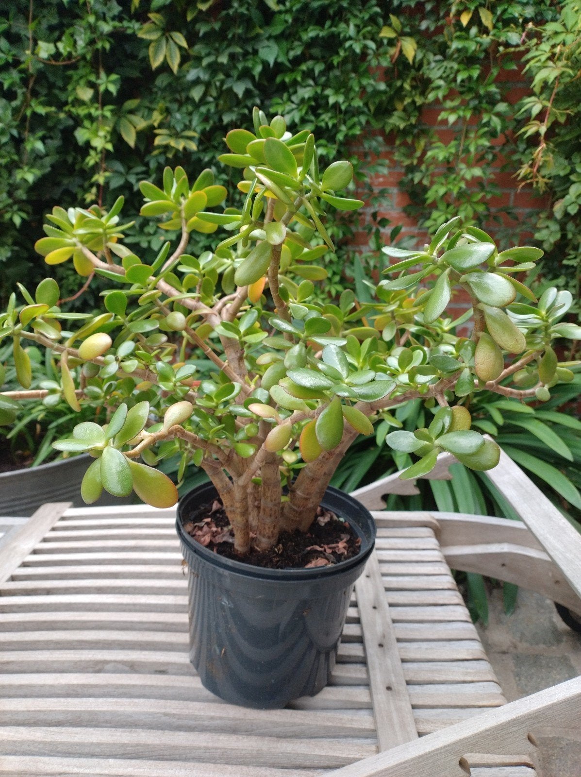 kamerplant, vetplant, geldboom 2 stuks, Jardin & Terrasse, Plantes | Arbustes & Haies, Enlèvement