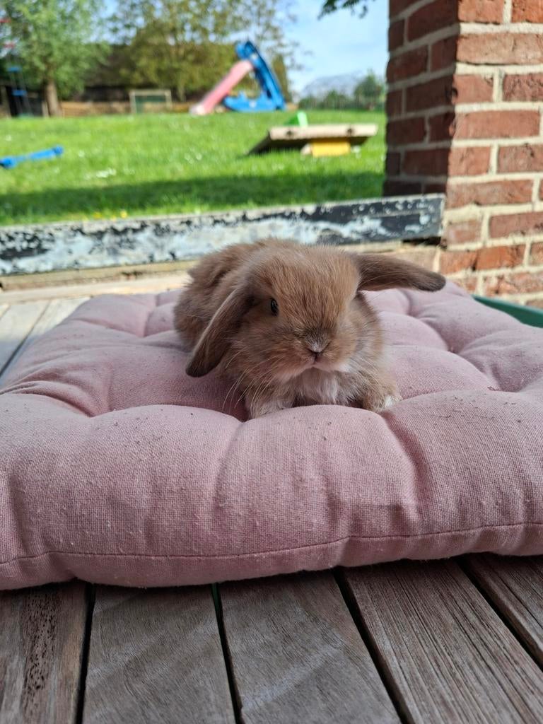 Lapins Minilop femelles, Animaux & Accessoires, Lapins, Petit