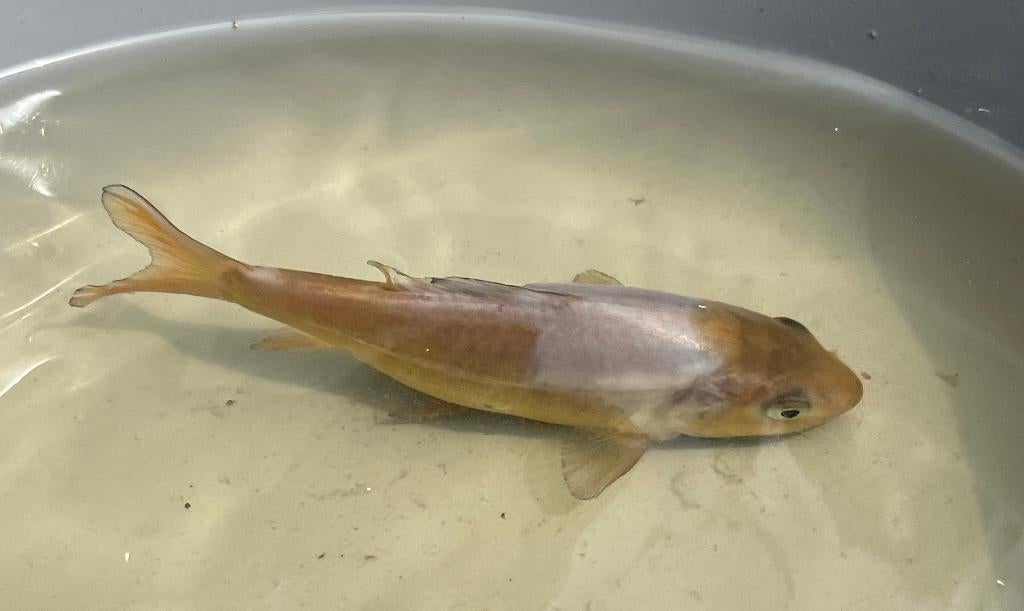 Koi - doitsu ochiba - 12cm, Dieren en Toebehoren, Karper of Koi