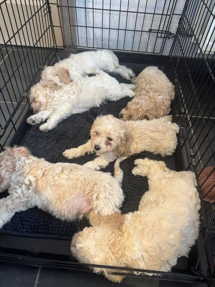 Dwergpoedel pups, Dieren en Toebehoren, Poedel, Parvo, België, 8 tot 15 weken