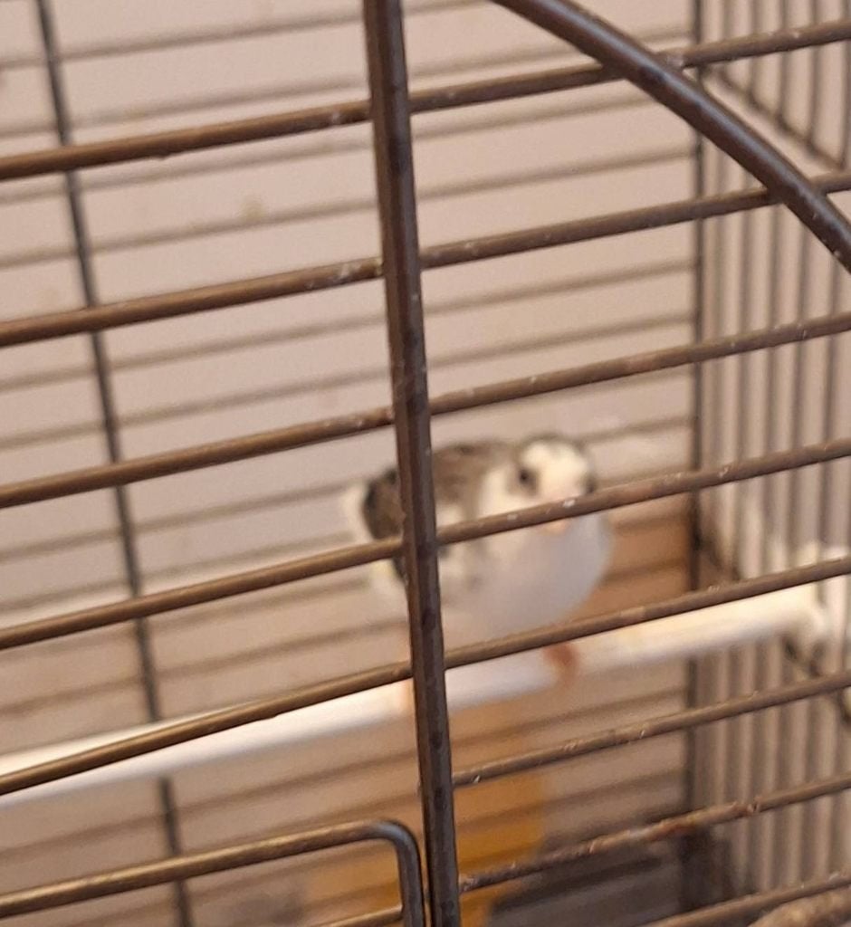 5 canaris, Plusieurs animaux, Canari chanteur