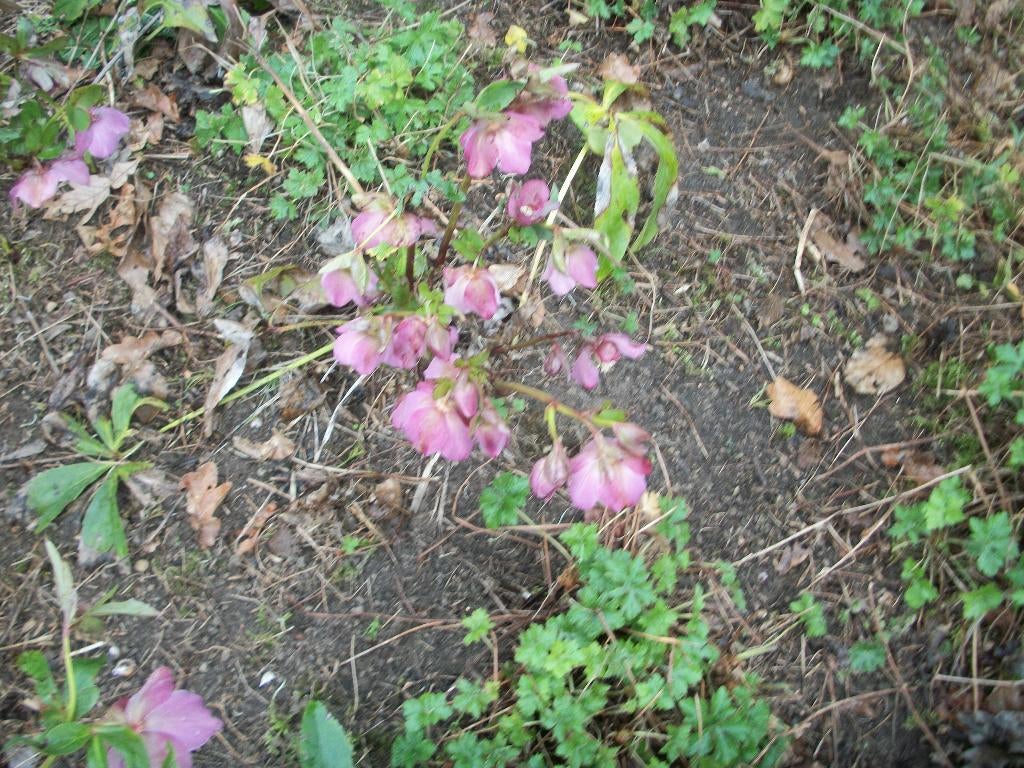 Helleborus orientalis hybride in pot, Tuin en Terras, Planten | Tuinplanten, Volle zon, Vaste plant, Winter, Ophalen