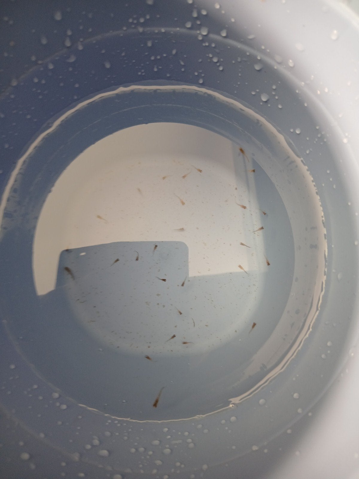 gratis guppies, Dieren en Toebehoren, Vis, Zoetwatervis, Schoolvis