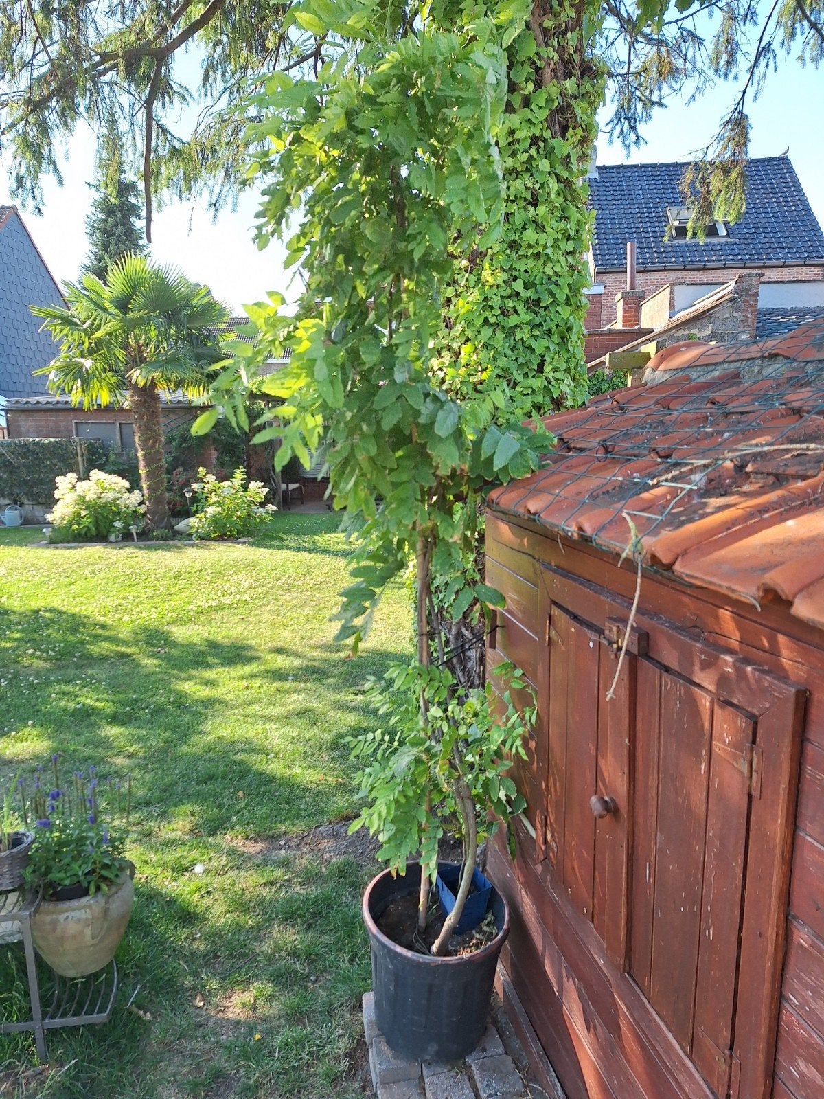 Wisteria Wit, Ophalen