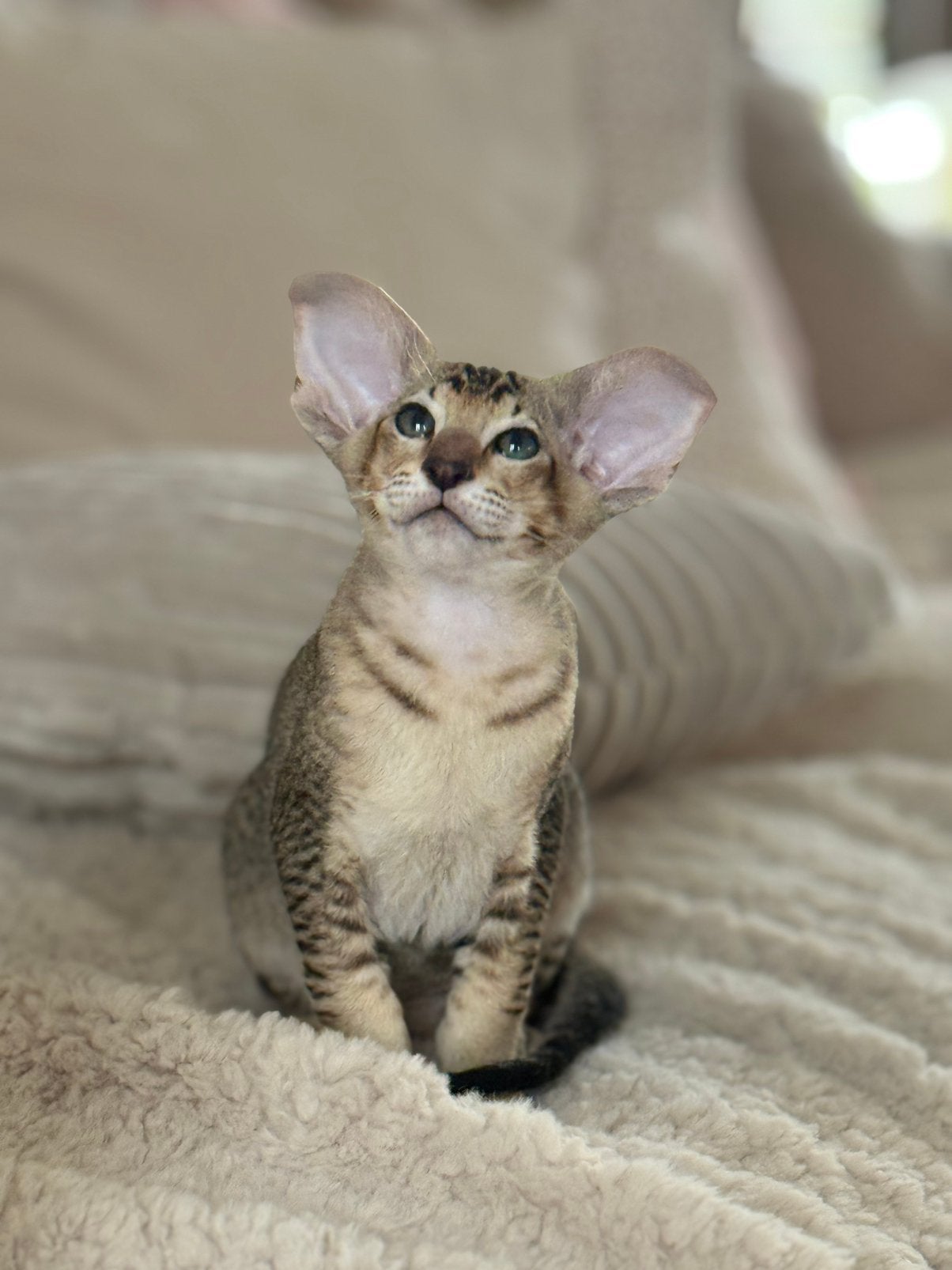 Peterbald kitten (kater), Chat, Avec puce électronique, 0 à 2 ans