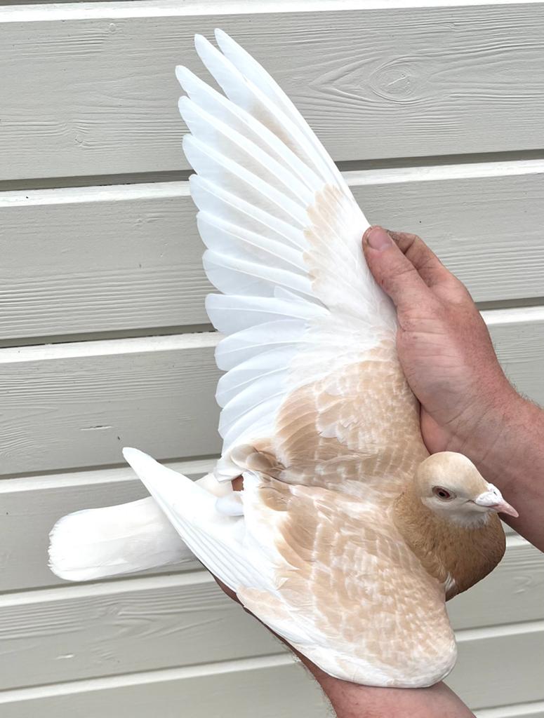Jonge Sion, Dieren en Toebehoren, Vogels | Duiven, Mannelijk, Postduif