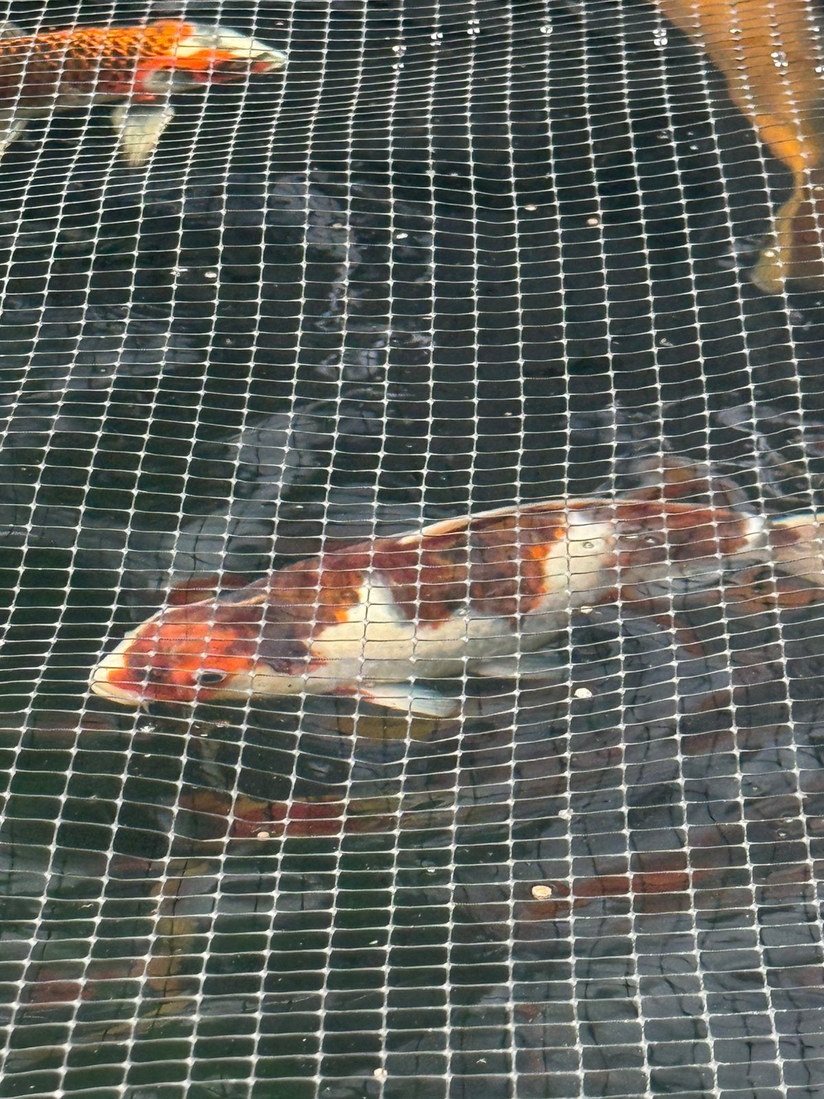 Budo goromo