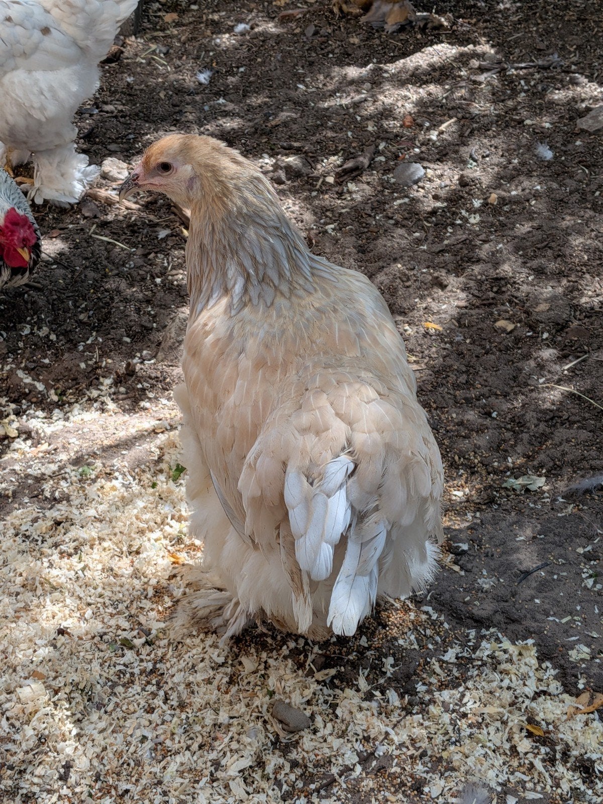 prachtige brahma, Dieren en Toebehoren, Pluimvee