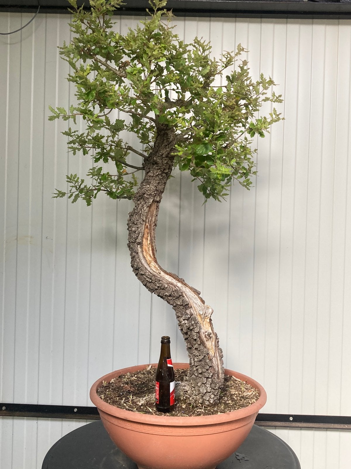 Bonsai steeneik yamadori, Tuin en Terras, Planten | Bomen, Ophalen