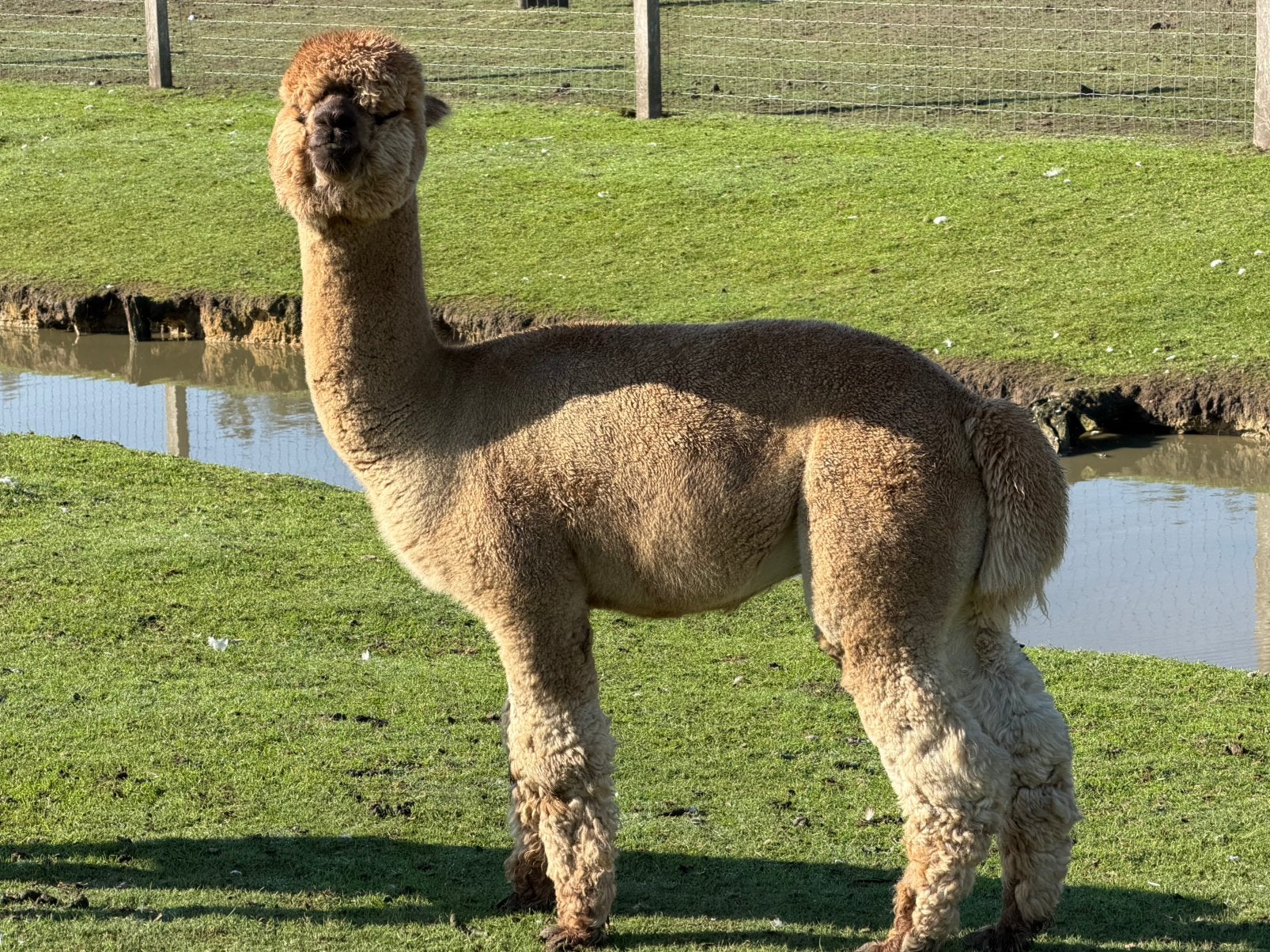 Alpaca hengst 4 jaar , stamboom, Animaux & Accessoires, Septembre, Mâle