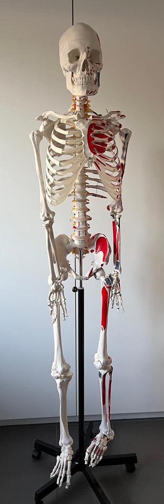 Anatomisch Skelet, Ophalen, Gebruikt