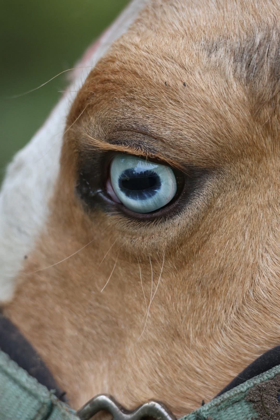 1-jarige Quarter Horse-merrie, Dieren en Toebehoren, Paarden, Merrie