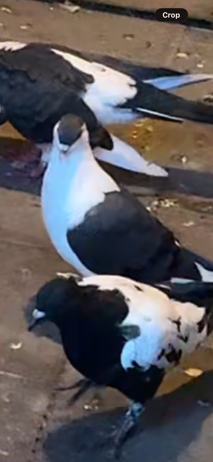 Mooi duive, Animaux & Accessoires, Femelle, Canard
