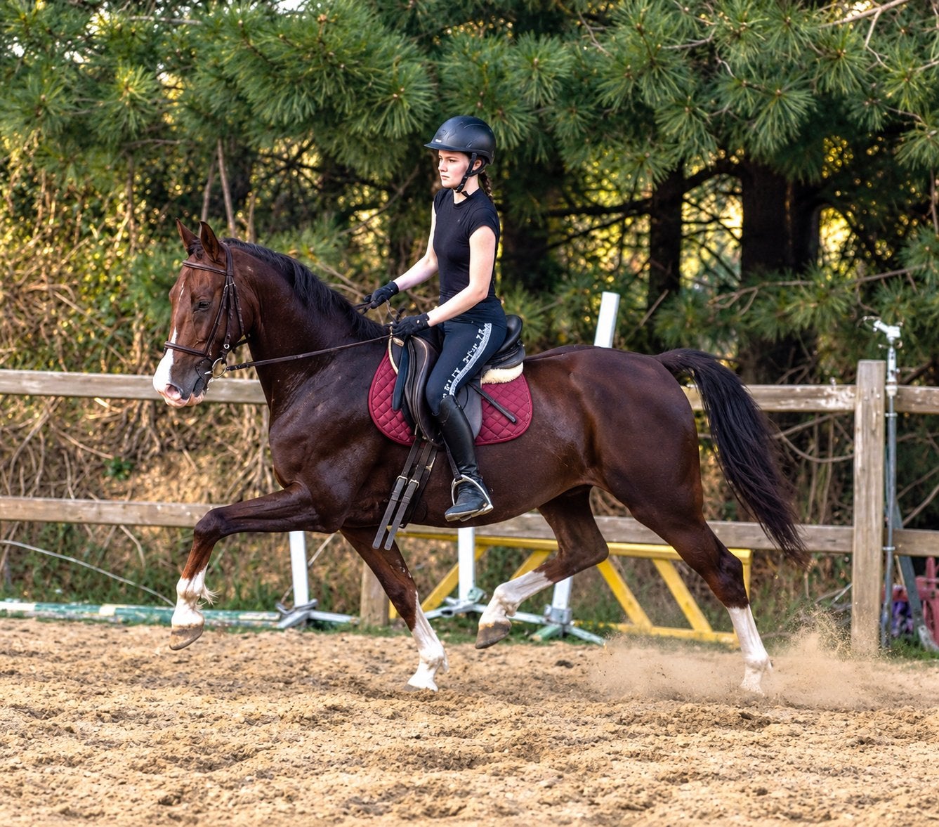 Sweet Cool 9y brun, Animaux & Accessoires, B, 160 à 165 cm, 7 à 10 ans, Hongre