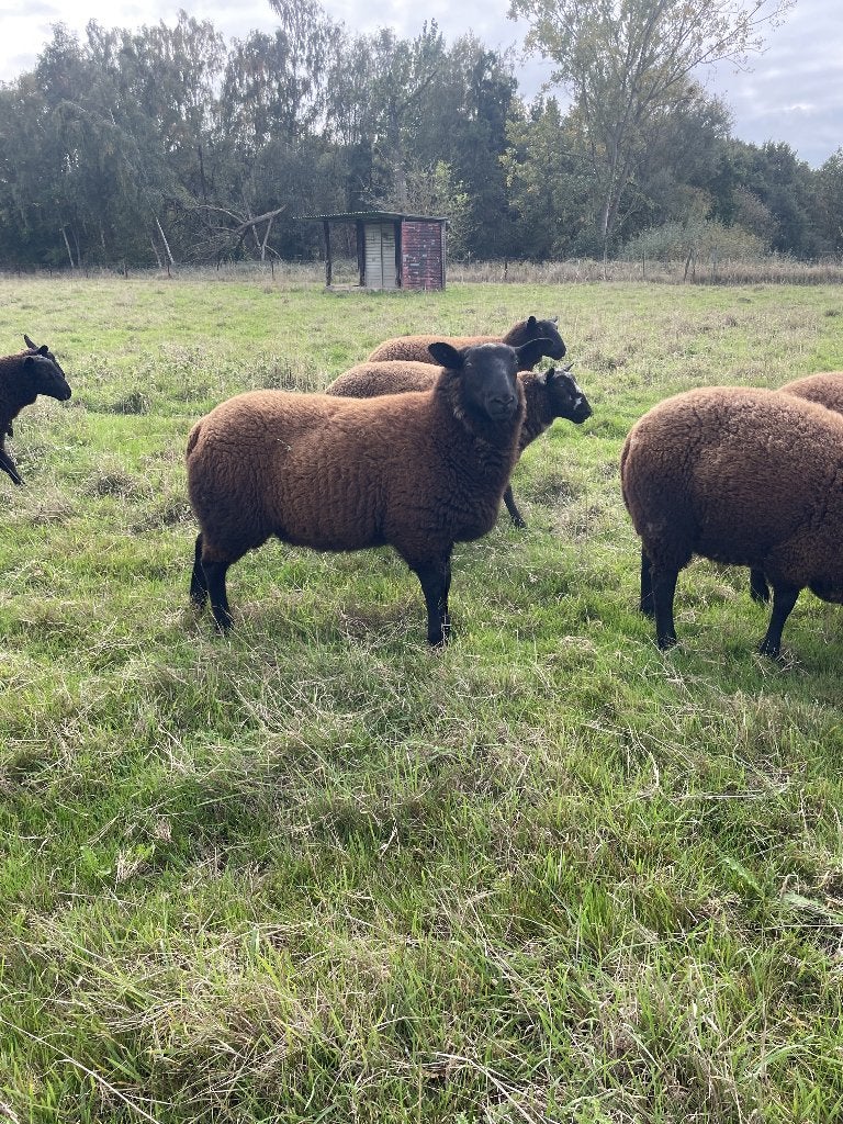 schaap ram, Mannelijk, Schaap, 0 tot 2 jaar