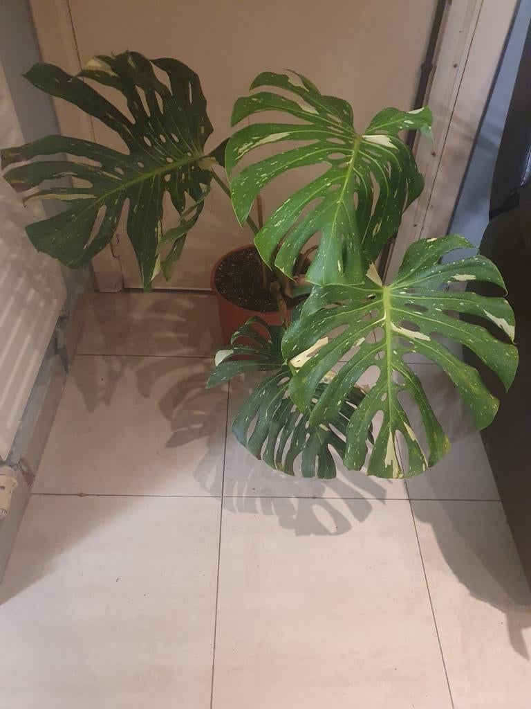 Lot de 2 Plantes  à vendre, Huis en Inrichting, Ophalen