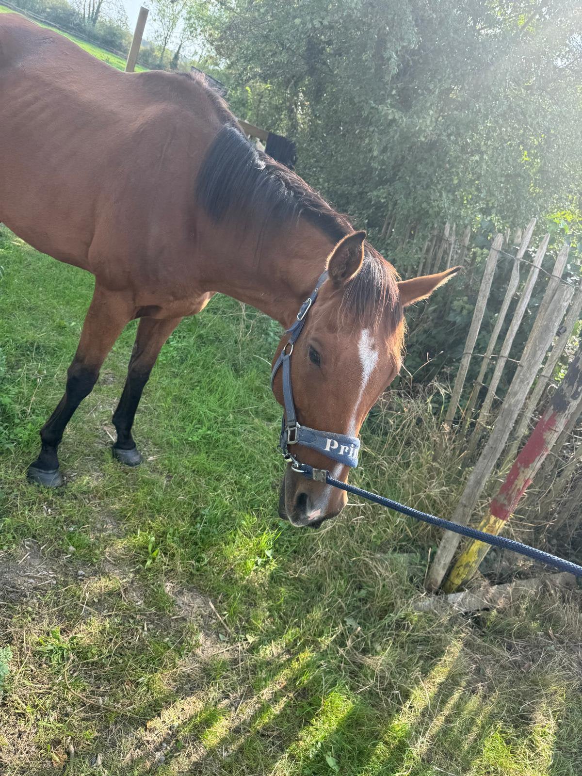 Lieve 7 jarige ruin zoekt een nieuwe thuis, Dieren en Toebehoren, Gechipt, Ruin, Zadelmak, 7 tot 10 jaar