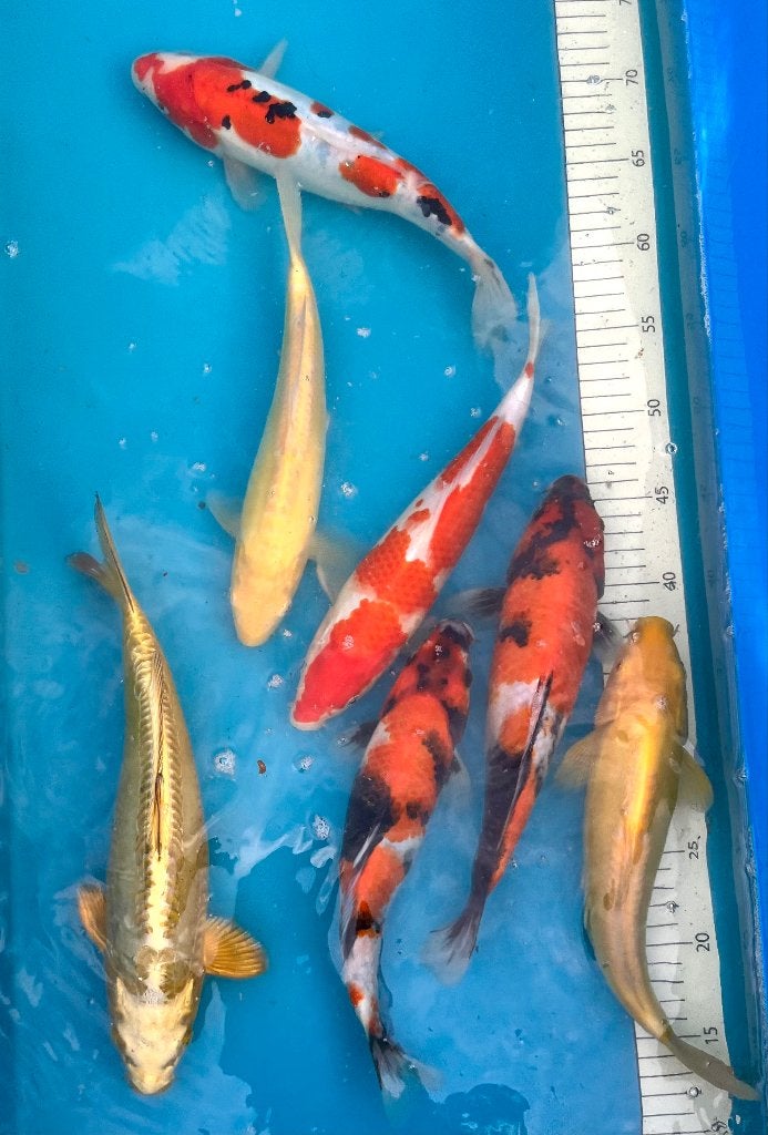 Magnifique Tosai de 30 cm. VENTE ! Go-Sanke, Karashigoi, Carpe ou Koï