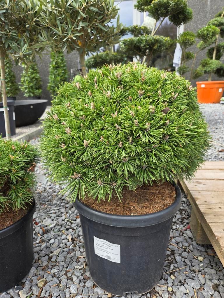 Pinus Mugo Benjamin, Ophalen, Halfschaduw