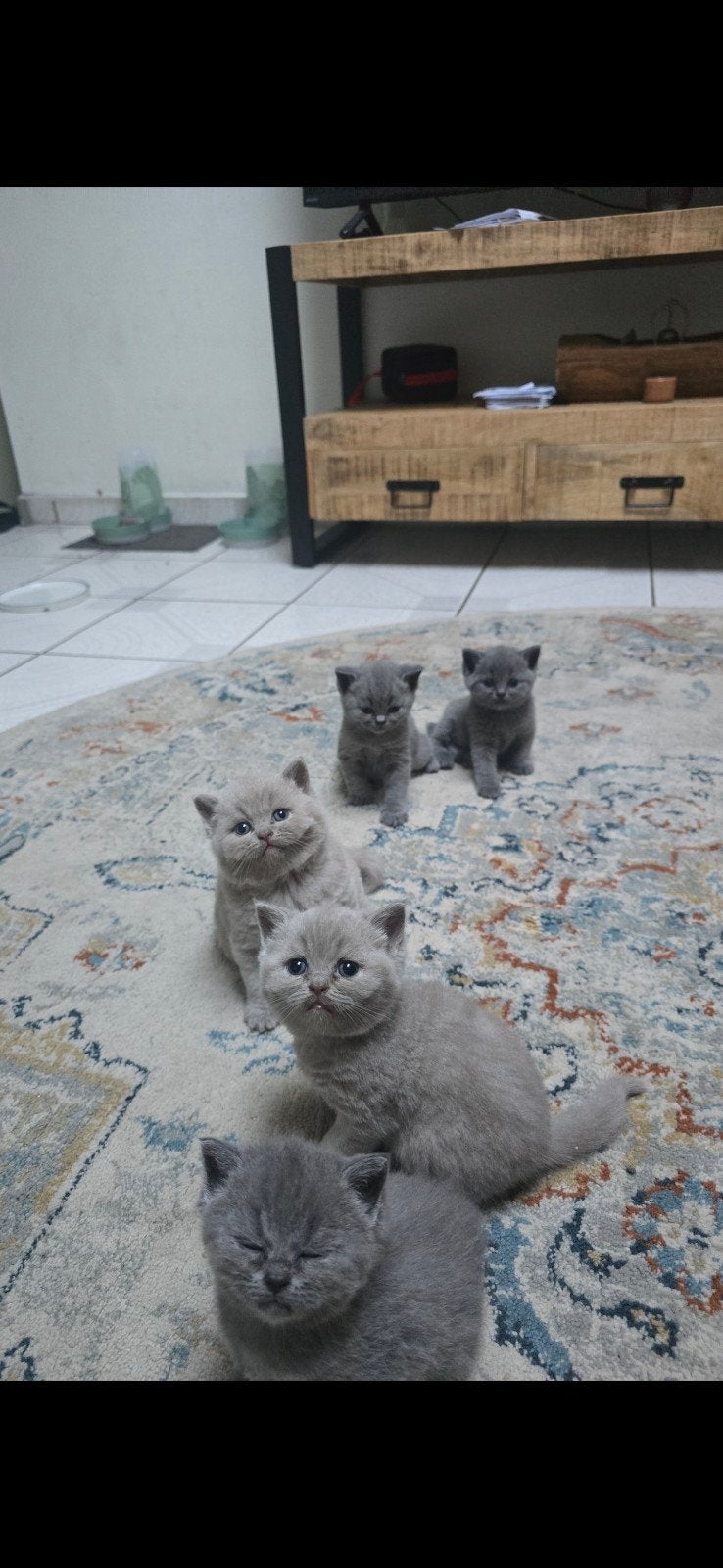 Raszuivere Britse Korthaar Kittens, Dieren en Toebehoren, Gechipt