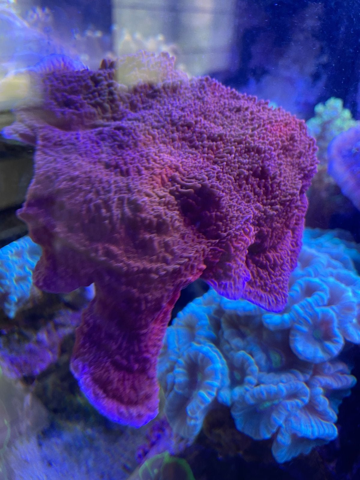 Rode Montipora plaat koraal, Overige typen, Zoutwatervis